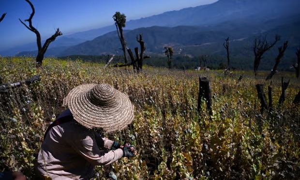 М'янма стала найбільшим виробником опіуму у світі