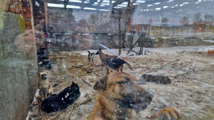 У притулку на Київщині жорстоко катують тварин: поліція розслідує злочини (відео)