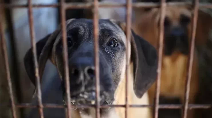 У Південній Кореї офіційно заборонили вживання м'яса собак