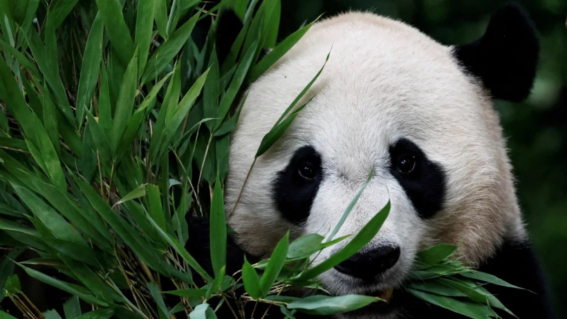 Китай вперше за 20 років відправив до США двох панд