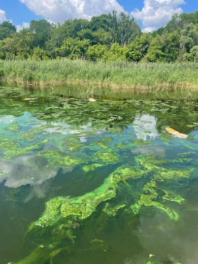 Масовий мор сомів стався на Дніпровському водосховищі