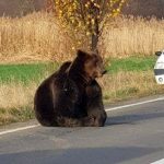 Когда Украина может получить приглашение в НАТО