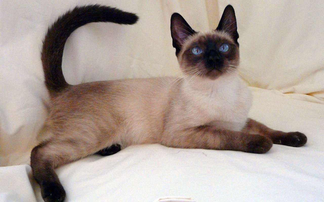 Кошка,