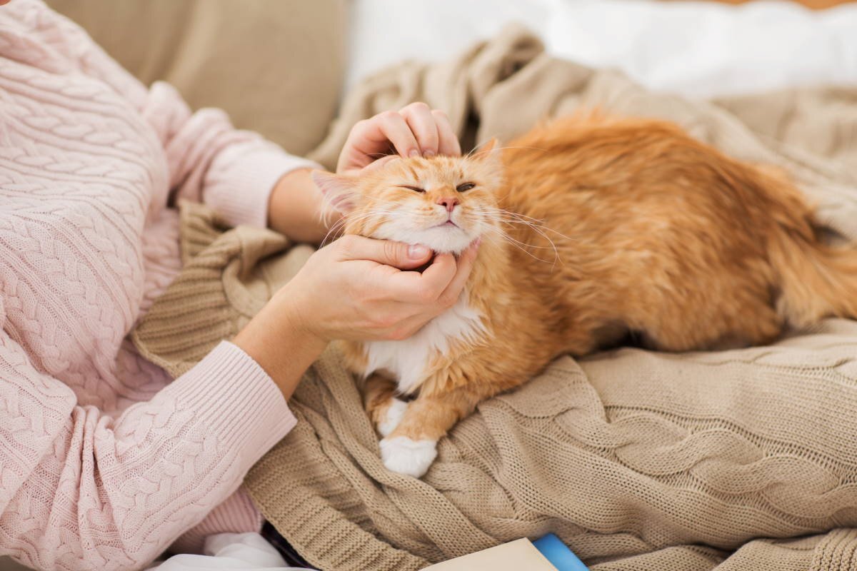 Гладить кошку,