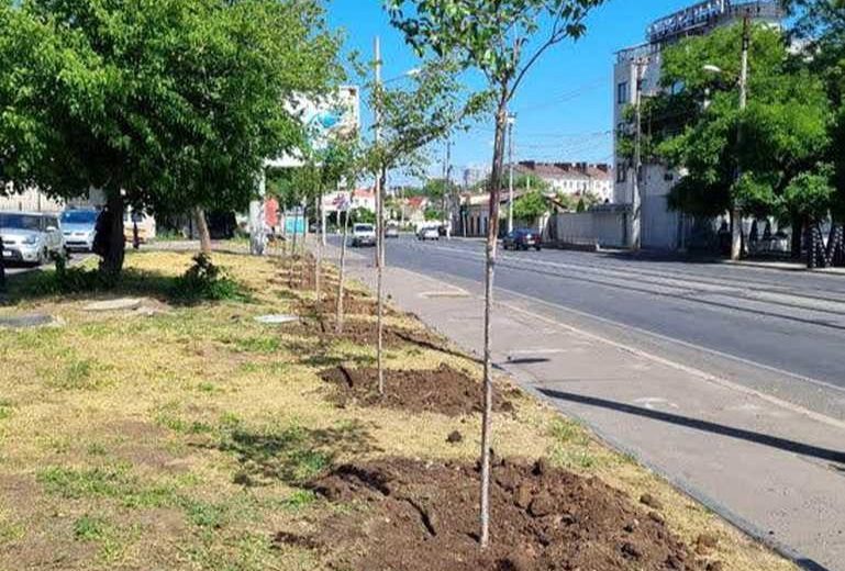 Одесская аллея сакур