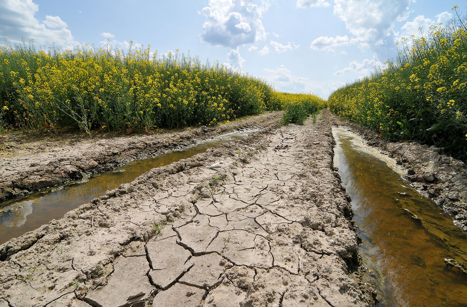 Засуха в Україні 2025