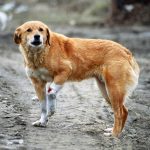 В Одесі запрацював новий лінійний прискорювач для лікування онкопацієнтів