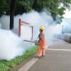 Китай бореться з вірусом чикунгунья за допомогою комарів-хижаків