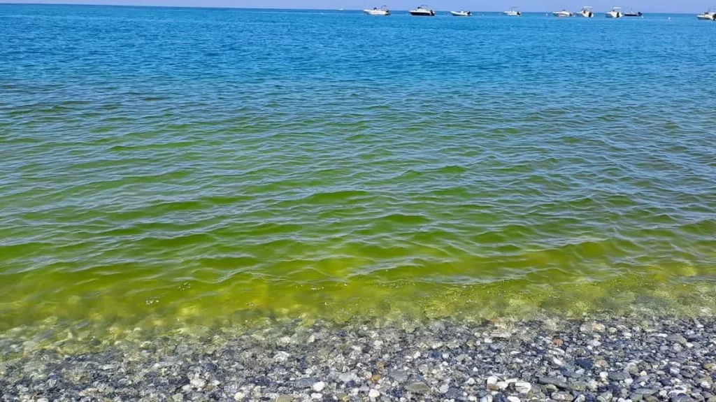 Масове «цвітіння» моря в Одесі перевищення рівня токсинів