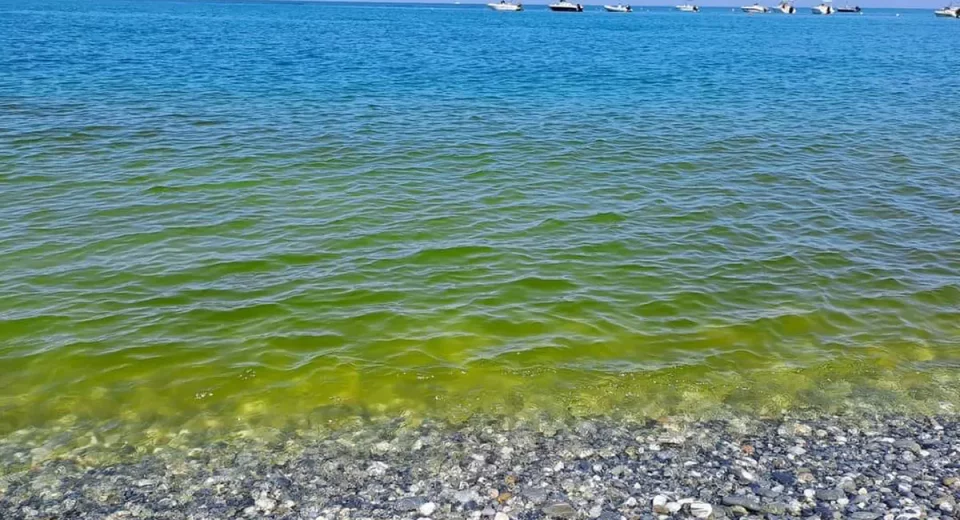 Масове «цвітіння» моря в Одесі перевищення рівня токсинів