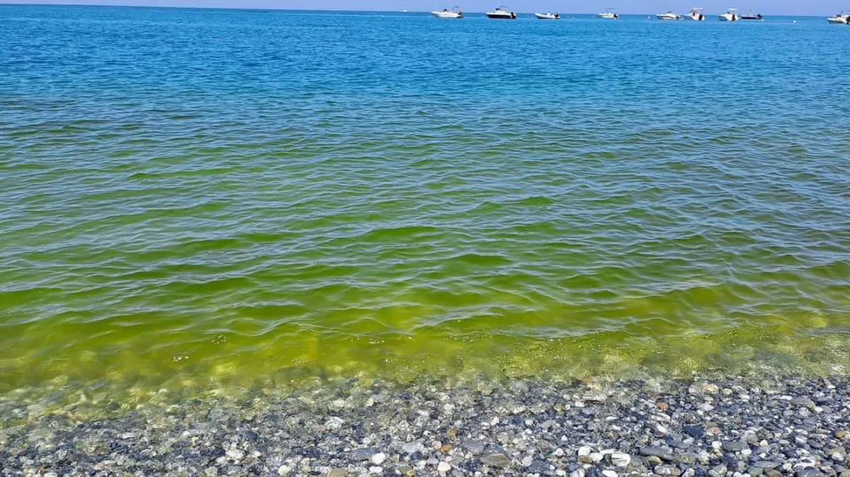 Масове «цвітіння» моря в Одесі перевищення рівня токсинів