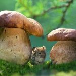 Холостяк 2025: де дивитися 3 випуск 14 сезону онлайн та що чекає на глядачів