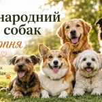 Гортензія відцвіла: чи потрібно зрізати суцвіття наприкінці серпня і що робити з кущем далі