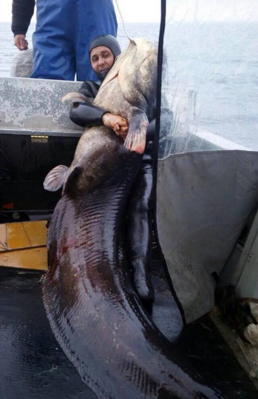 На Волині рибалка упіймав гігантського сома вагою 35 кг (фото)
